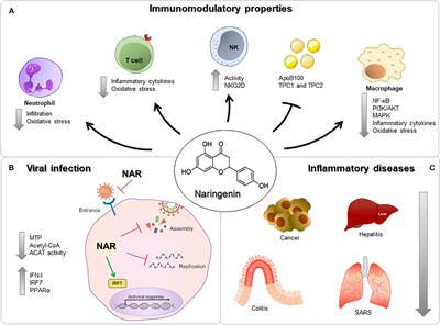 Perspective: The Potential Effects of Naringenin in COVID-19